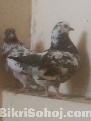 কিং ছয় পর বেবি